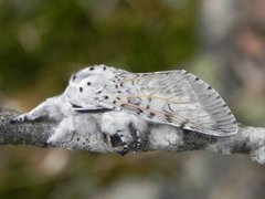 Cerura vinula (Puss Moth)