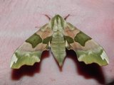 Mimas tiliae (Lime Hawk-moth)