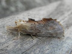 Pterostoma palpina (Pale Prominent)