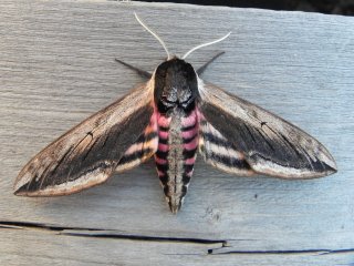 Sphinx ligustri (Privet Hawk-moth)