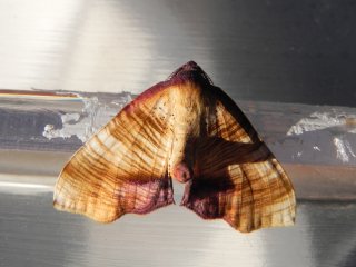 Plagodis dolabraria (Scorched Wing)