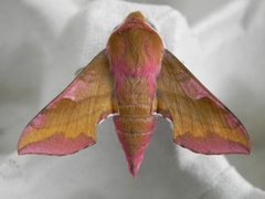 Deilephila porcellus (Small Elephant Hawk-moth)