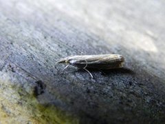 Pyralidae (Snout moths)