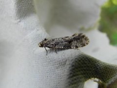 Tineidae (Fungus moths)