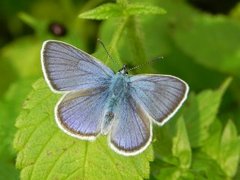 Lycaenidae (Gossamer-winged butterflies)