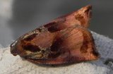Archips podana (Stor fruktvikler)