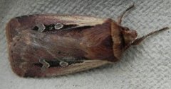 Ochropleura plecta (Hvitkantfly)