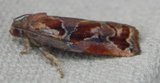 Archips xylosteana (Spraglet bjellevikler)