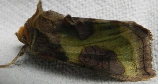 Diachrysia stenochrysis (Tutts Burnished Brass)