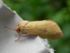Hepialus humuli (Ghost Moth)