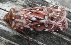 Lycophotia porphyrea (Røsslyngfly)