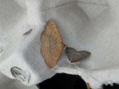 Paracolax tristalis (Gulbrunt viftefly)