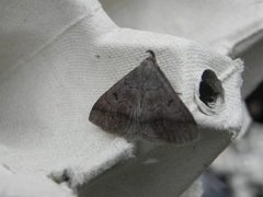 Zanclognatha lunalis (Skogviftefly)