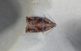 Archips xylosteana (Variegated Golden Tortrix)