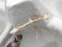 Pterophoridae (Plume moths)