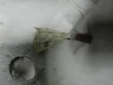 Rivula sericealis (Straw Dot)