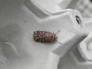Lycophotia porphyrea (Røsslyngfly)