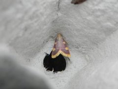 Hypsopygia costalis (Purpurhalmmott)