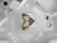 Dysstroma truncata (Bueskogmåler)