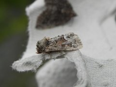 Oligia strigilis (Buelinjet engfly)