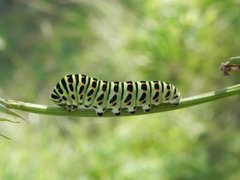 Papilio machaon (Swallowtail)