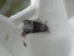 Noctuidae (Nattfly)