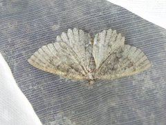 Geometridae (Geometrid moths)