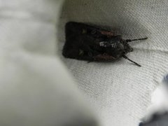 Noctuidae (Owlet moths)