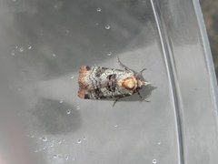 Epilecta linogrisea (Rødkantfly)
