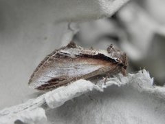 Notodontidae (Prominent moths)
