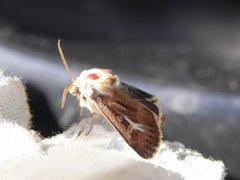 Cerapteryx graminis (Gressmarkfly)