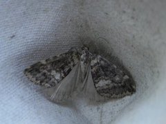 Hydriomena furcata (July Highflyer)