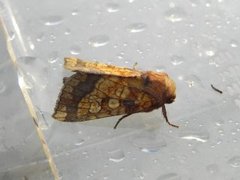 Gortyna flavago (Tistelstengelfly)