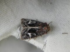 Celaena haworthii (Haworth's Minor)