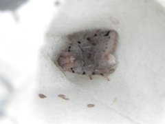 Agrochola litura (Brown-spot Pinion)