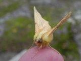 Ennomos alniaria (Canary-shouldered Thorn)