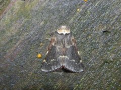 Poecilocampa populi (December Moth)