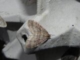 Geometridae (Geometrid moths)