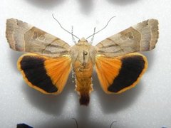 Noctua fimbriata (Broad-bordered Yellow Underwing)