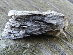 Brachionycha nubeculosa (Rannoch Sprawler)