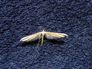 Pterophoridae (Plume moths)