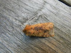 Conistra rubiginea (Dotted Chestnut)