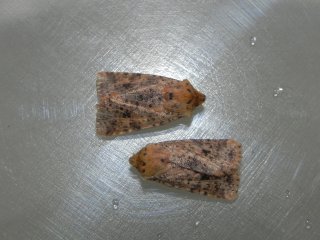 Conistra rubiginea (Dotted Chestnut)