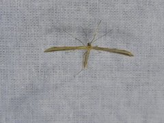 Emmelina monodactyla (Vindelfjærmøll)