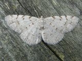 Aethalura punctulata (Grey Birch)