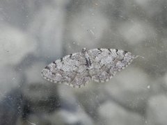 Aethalura punctulata (Grey Birch)