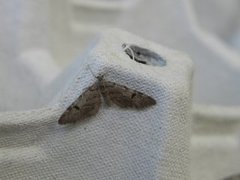 Eupithecia conterminata