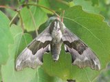Mimas tiliae (Lime Hawk-moth)