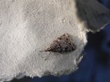 Scoparia ambigualis (Common Grey)