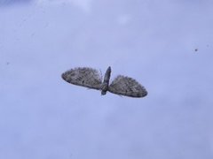 Eupithecia (Dvergmålere)